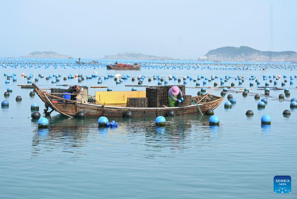 Abalone farming, sowing start in China's Fujian as weather warms up