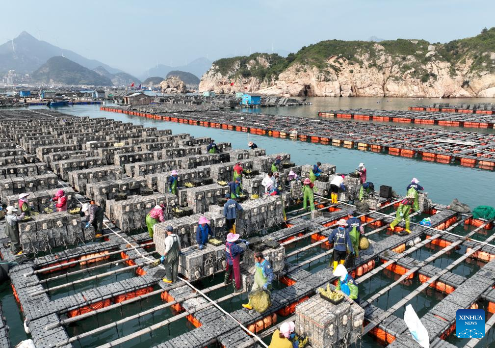 Abalone farming, sowing start in China's Fujian as weather warms up