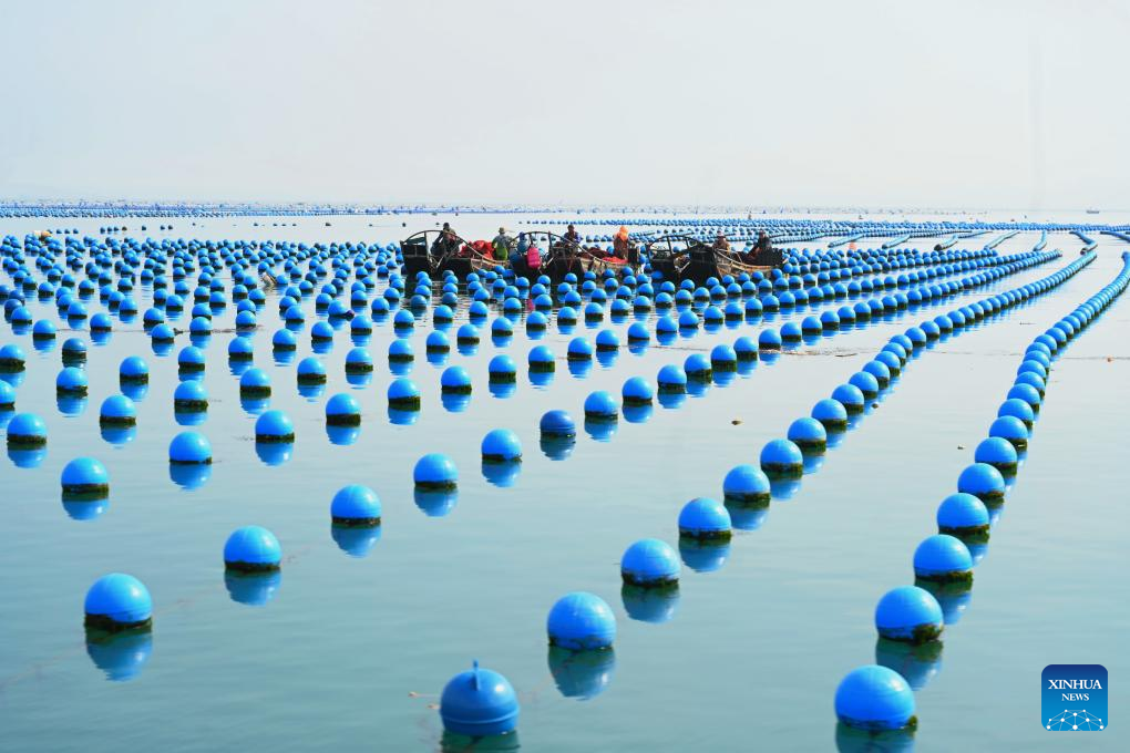 Abalone farming, sowing start in China's Fujian as weather warms up