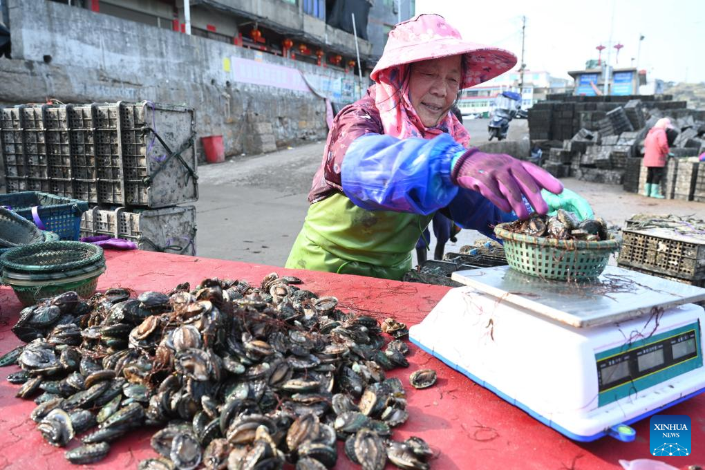 Abalone farming, sowing start in China's Fujian as weather warms up