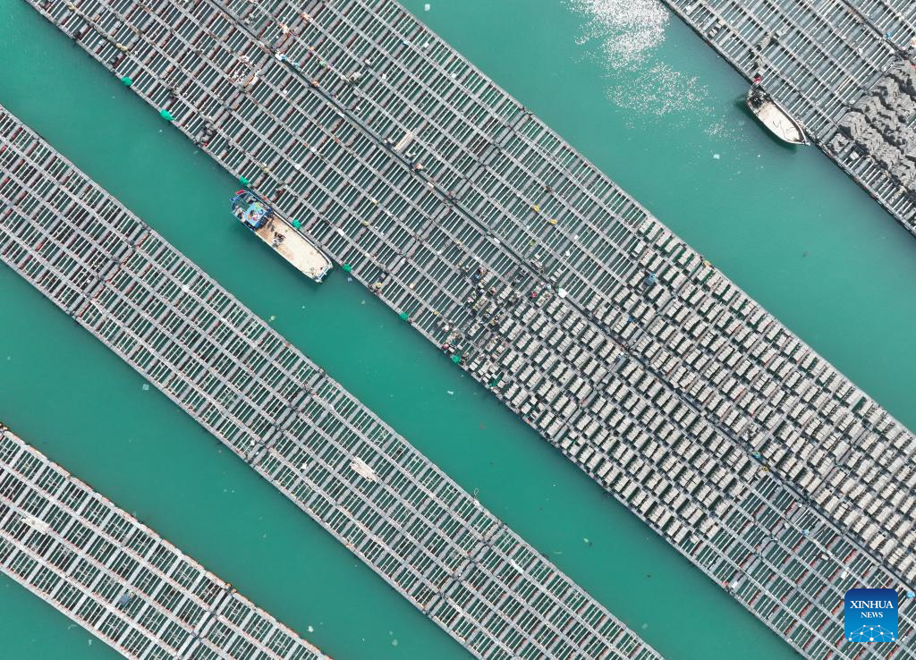 Abalone farming, sowing start in China's Fujian as weather warms up