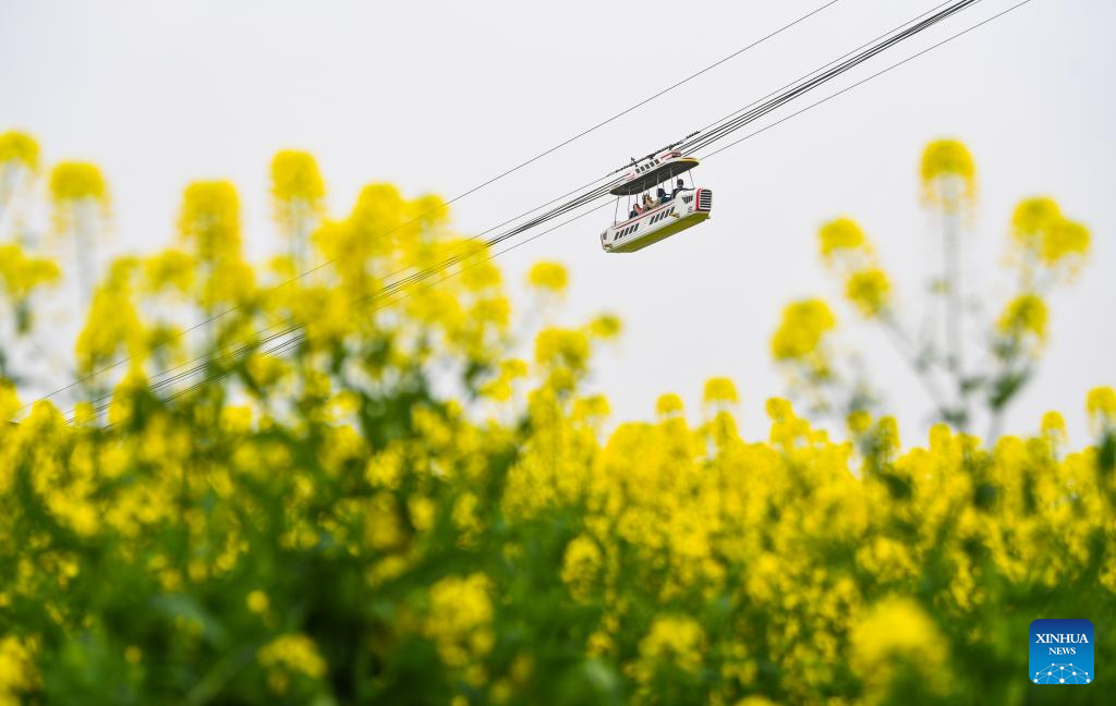 Tourists enjoy blooming rapeseed flowers at Chongkan scenic spot in Chongqing