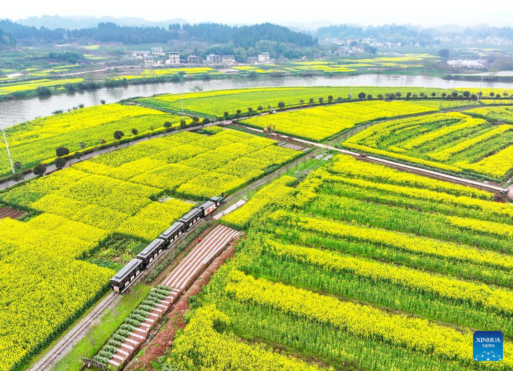 Tourists enjoy blooming rapeseed flowers at Chongkan scenic spot in Chongqing