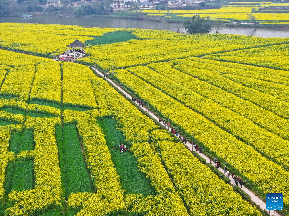 Tourists enjoy blooming rapeseed flowers at Chongkan scenic spot in Chongqing