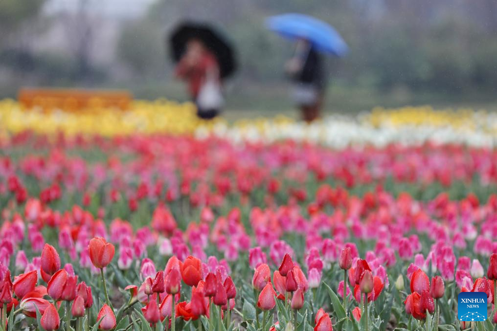 Flowers in blossom across China