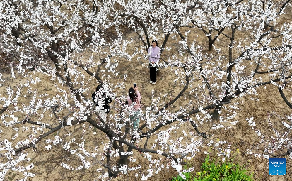 Flowers in blossom across China