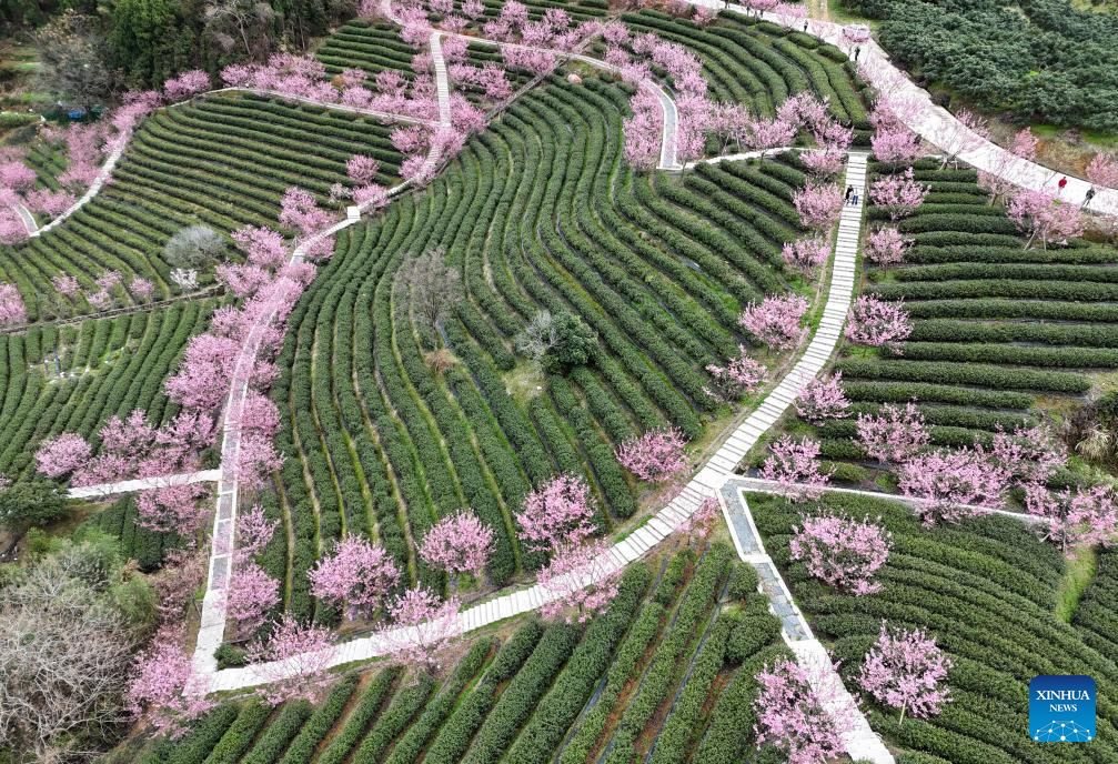 Flowers in blossom across China