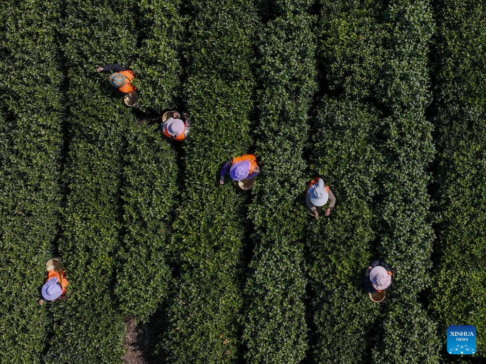 Farmers busy harvesting tea leaves in Suzhou, E China