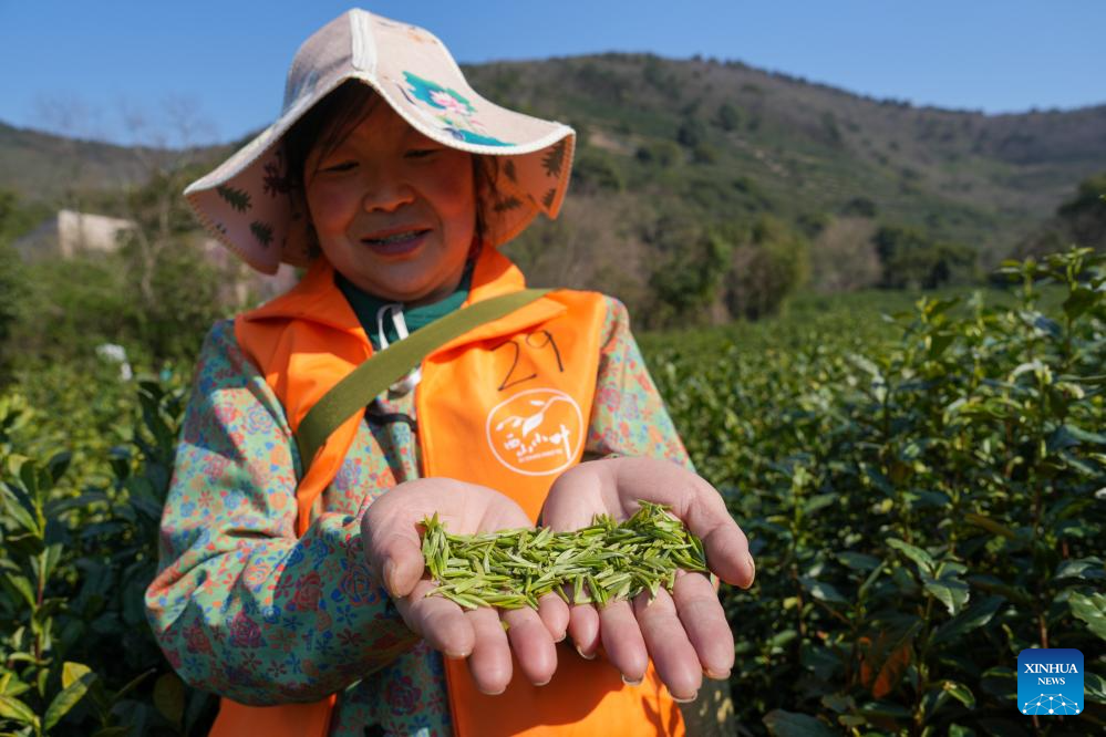 Farmers busy harvesting tea leaves in Suzhou, E China