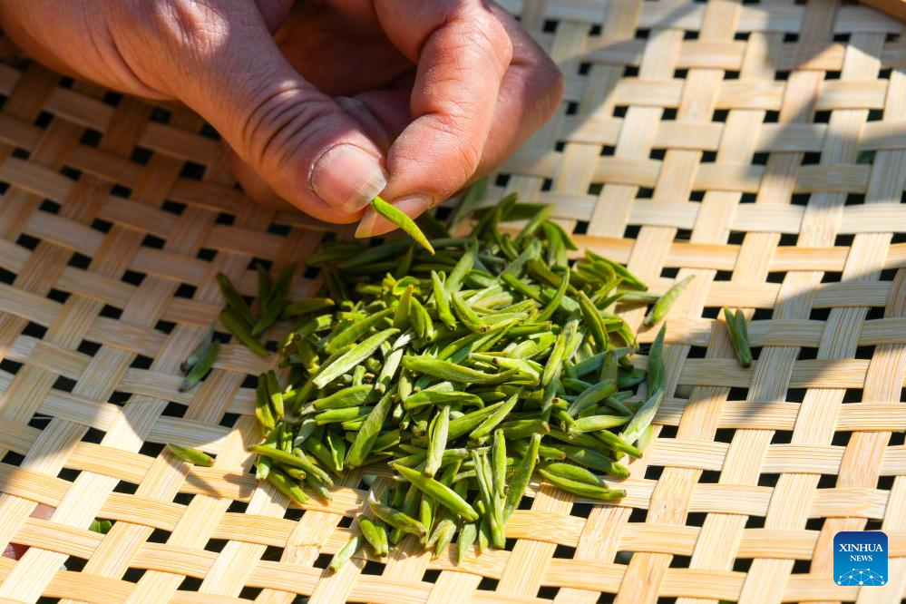 Farmers busy harvesting tea leaves in Suzhou, E China