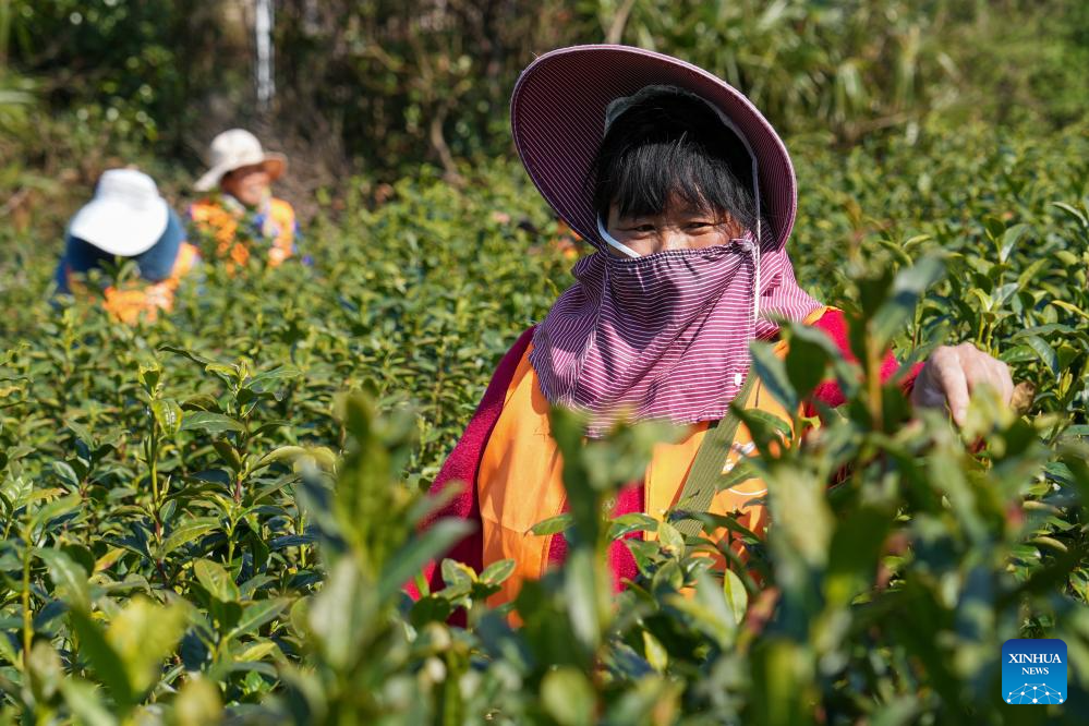 Farmers busy harvesting tea leaves in Suzhou, E China