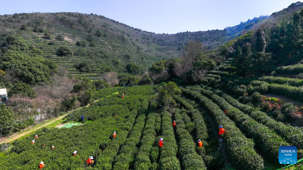 Farmers busy harvesting tea leaves in Suzhou, E China