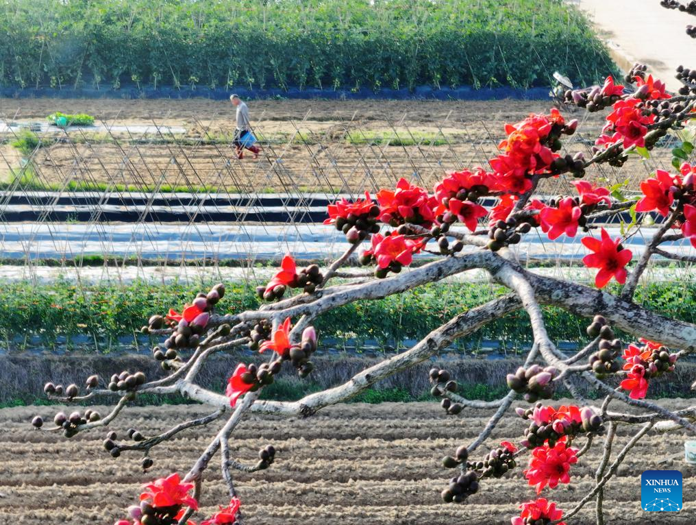 People enjoy spring blossoms across China