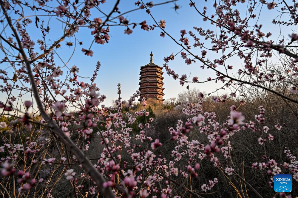 People enjoy spring blossoms across China