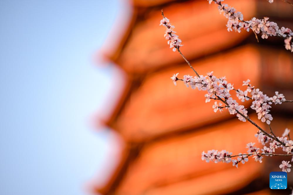 People enjoy spring blossoms across China