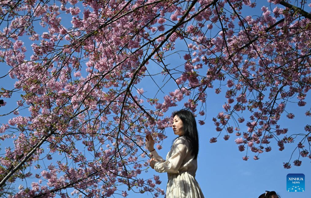 People enjoy scenery of blossoms across China