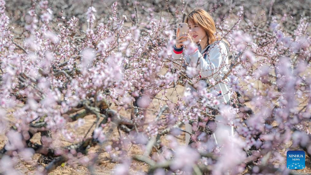 People enjoy scenery of blossoms across China