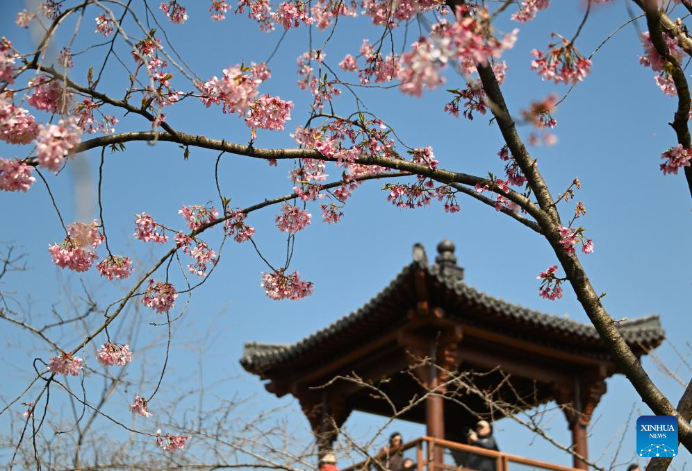 People enjoy scenery of blossoms across China