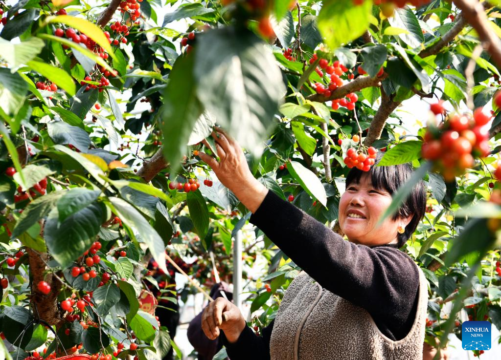 Farmers across China busy working at fields ahead of Chunfen