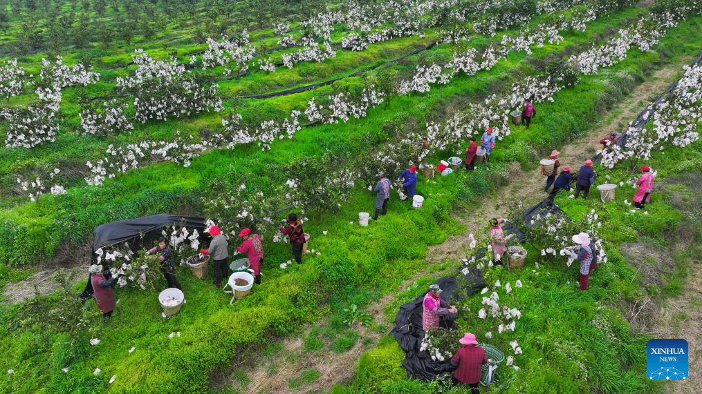 Farmers across China busy working at fields ahead of Chunfen