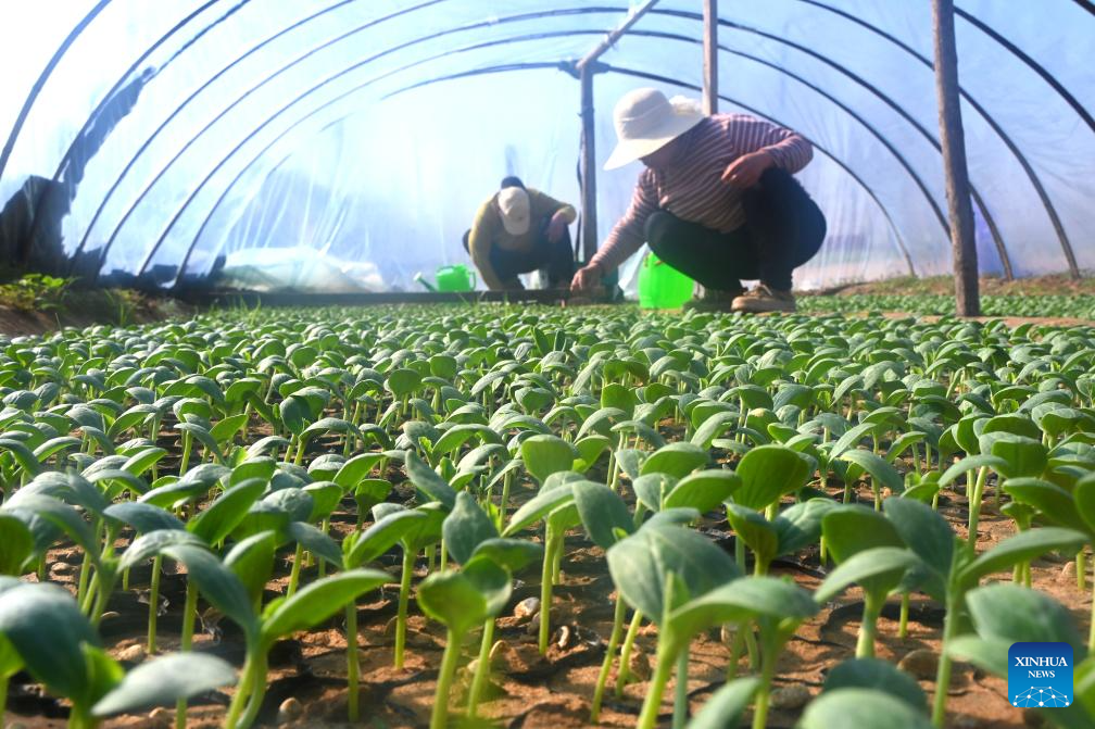 Farmers across China busy working at fields ahead of Chunfen