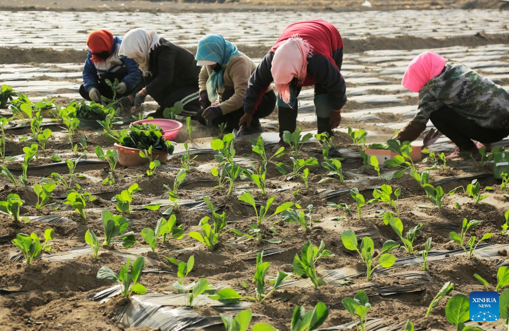 Farmers across China busy working at fields ahead of Chunfen