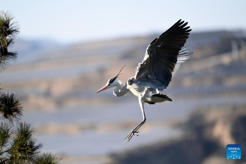 Migrating herons seen in Jicui Town of China's Shanxi