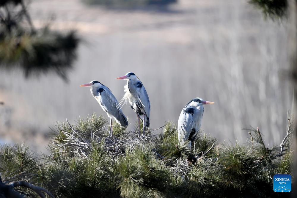 Migrating herons seen in Jicui Town of China's Shanxi