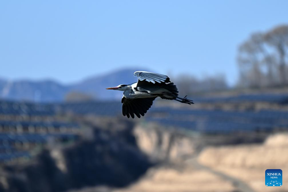 Migrating herons seen in Jicui Town of China's Shanxi