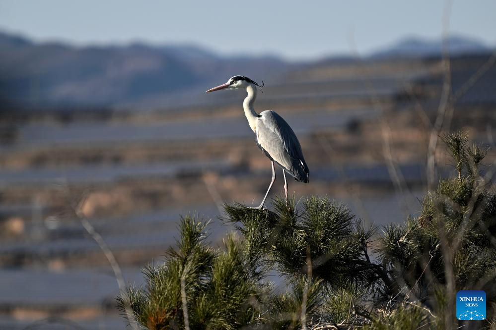 Migrating herons seen in Jicui Town of China's Shanxi