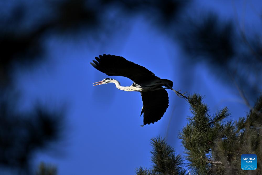 Migrating herons seen in Jicui Town of China's Shanxi