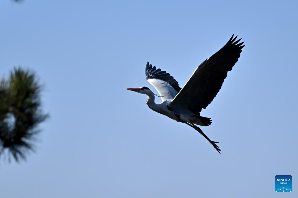 Migrating herons seen in Jicui Town of China's Shanxi