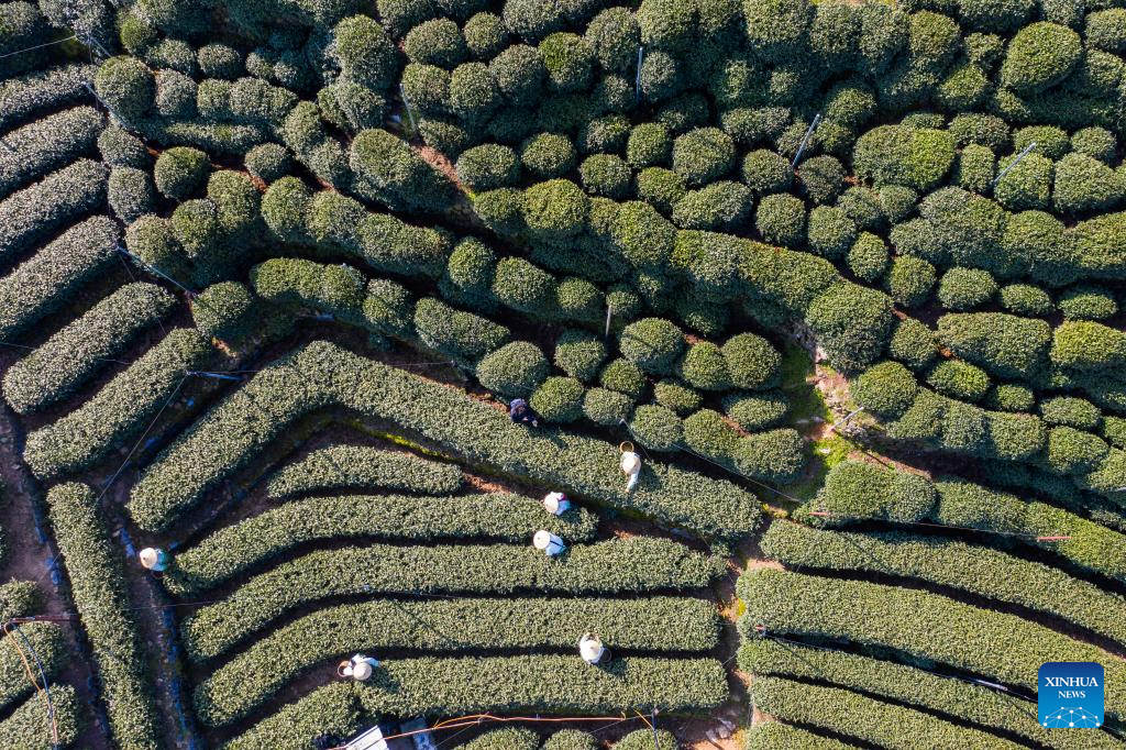 Hangzhou's West Lake Longjing tea starts to be picked on Chunfen