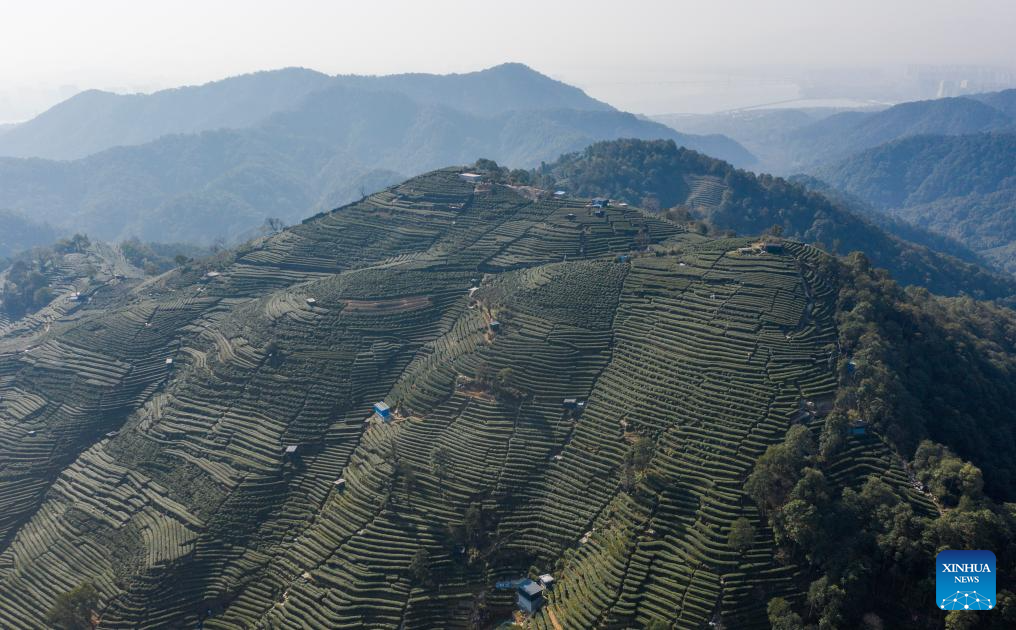 Hangzhou's West Lake Longjing tea starts to be picked on Chunfen