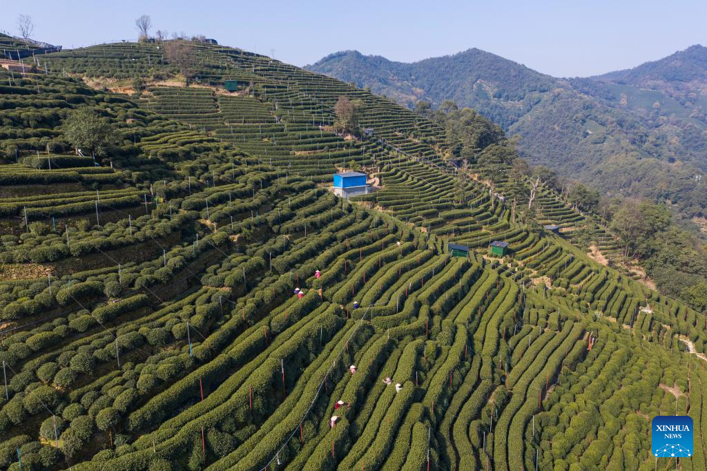 Hangzhou's West Lake Longjing tea starts to be picked on Chunfen