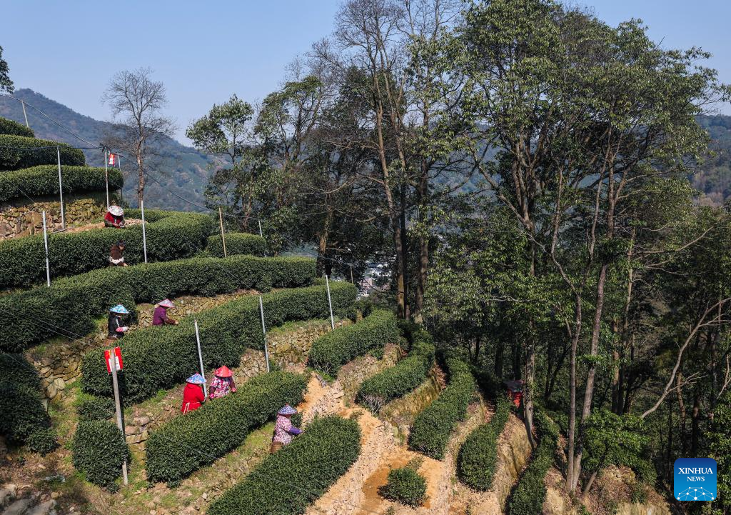 Hangzhou's West Lake Longjing tea starts to be picked on Chunfen