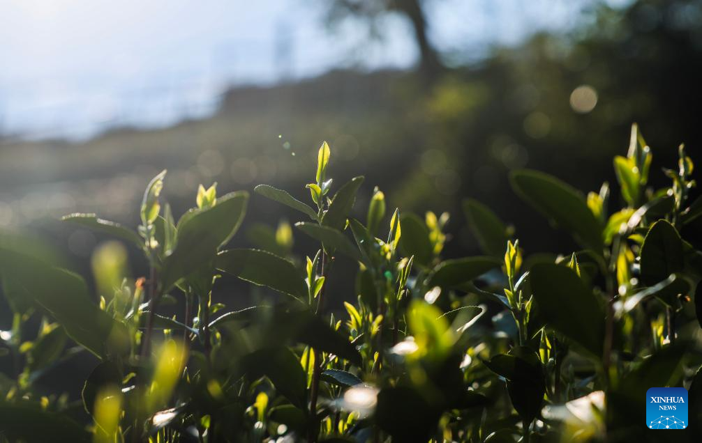 Hangzhou's West Lake Longjing tea starts to be picked on Chunfen