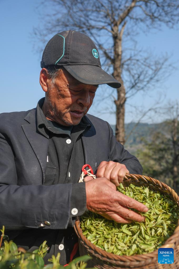 Hangzhou's West Lake Longjing tea starts to be picked on Chunfen