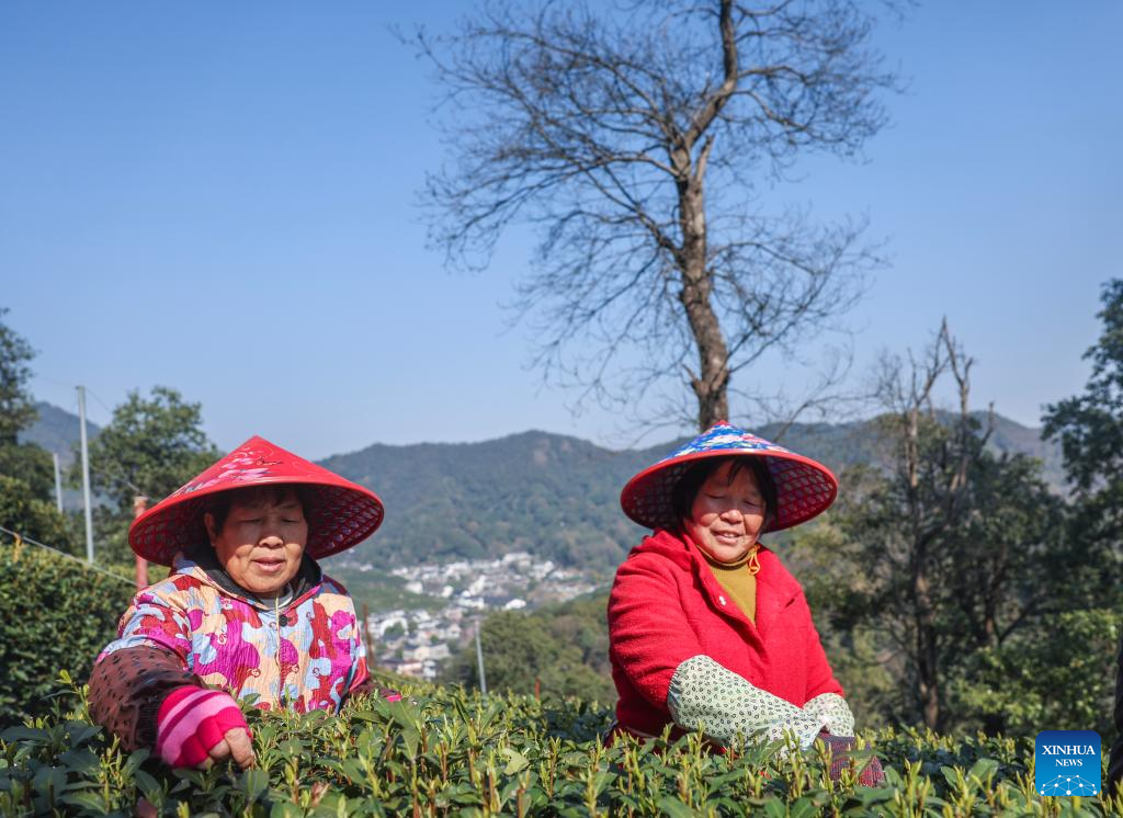 Hangzhou's West Lake Longjing tea starts to be picked on Chunfen