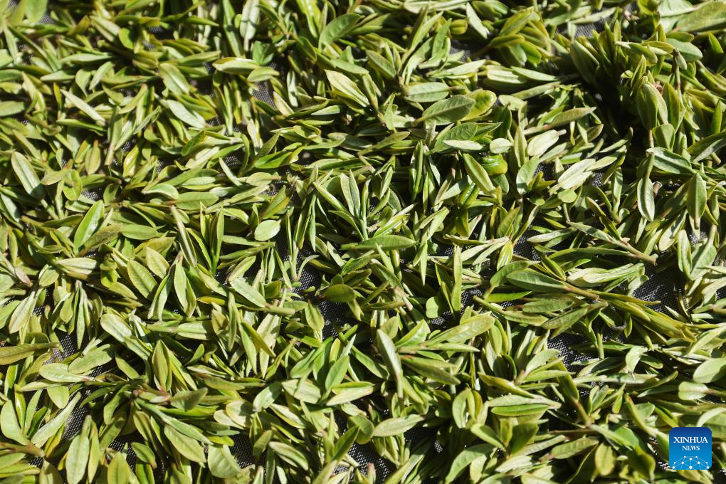 Hangzhou's West Lake Longjing tea starts to be picked on Chunfen