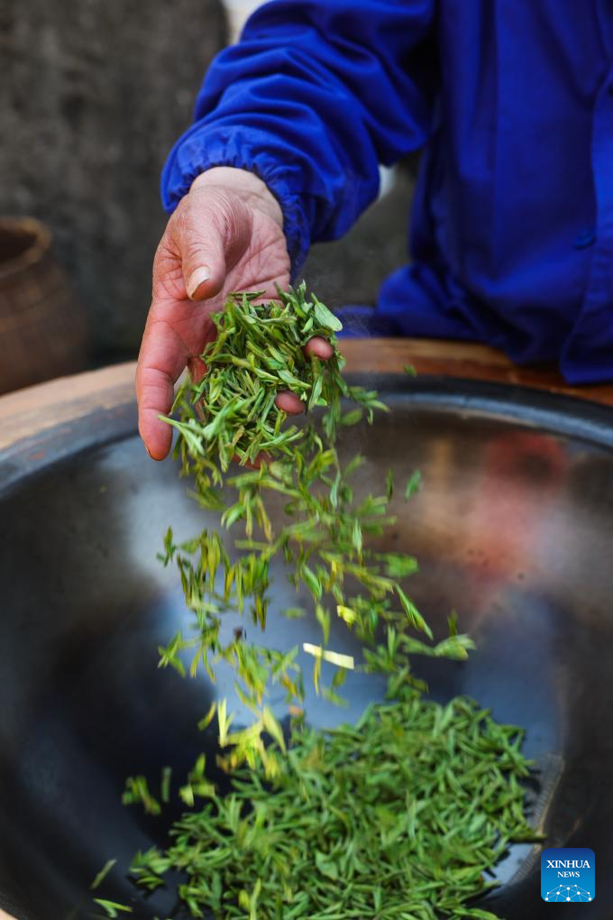 Hangzhou's West Lake Longjing tea starts to be picked on Chunfen