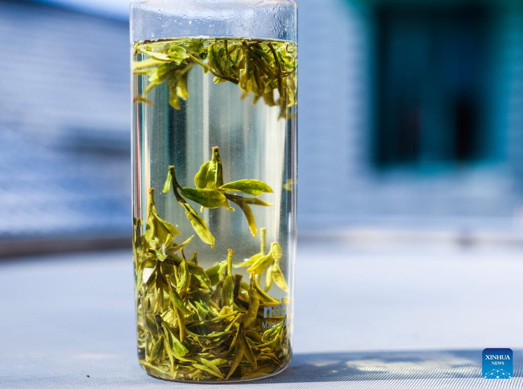 Hangzhou's West Lake Longjing tea starts to be picked on Chunfen