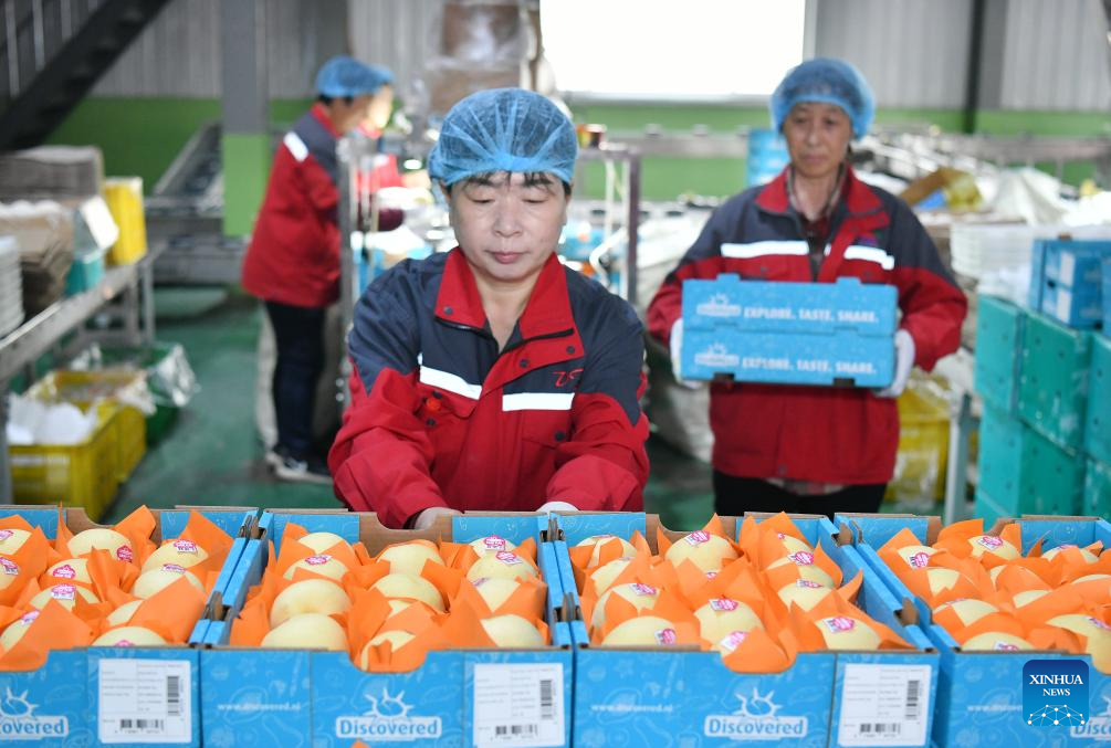 China's Hebei exports fresh pears for 1st time to South American country