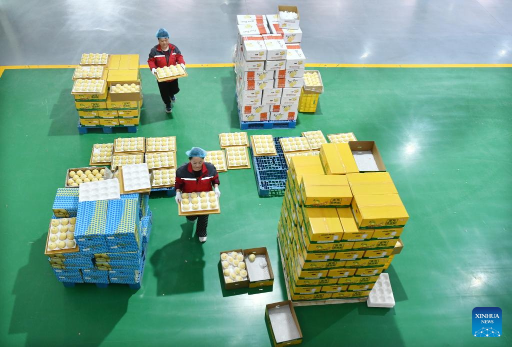 China's Hebei exports fresh pears for 1st time to South American country