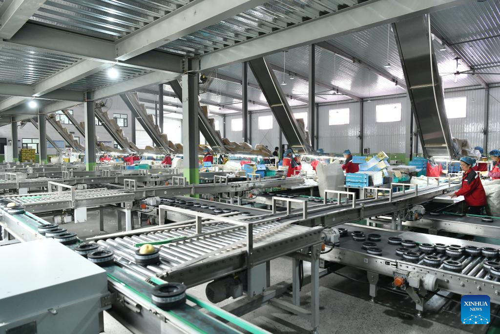 China's Hebei exports fresh pears for 1st time to South American country