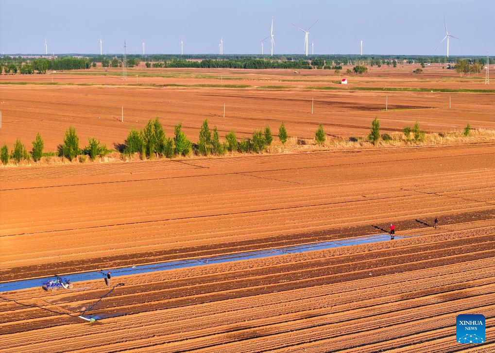 Corn sowing enters peak period in China's Inner Mongolia