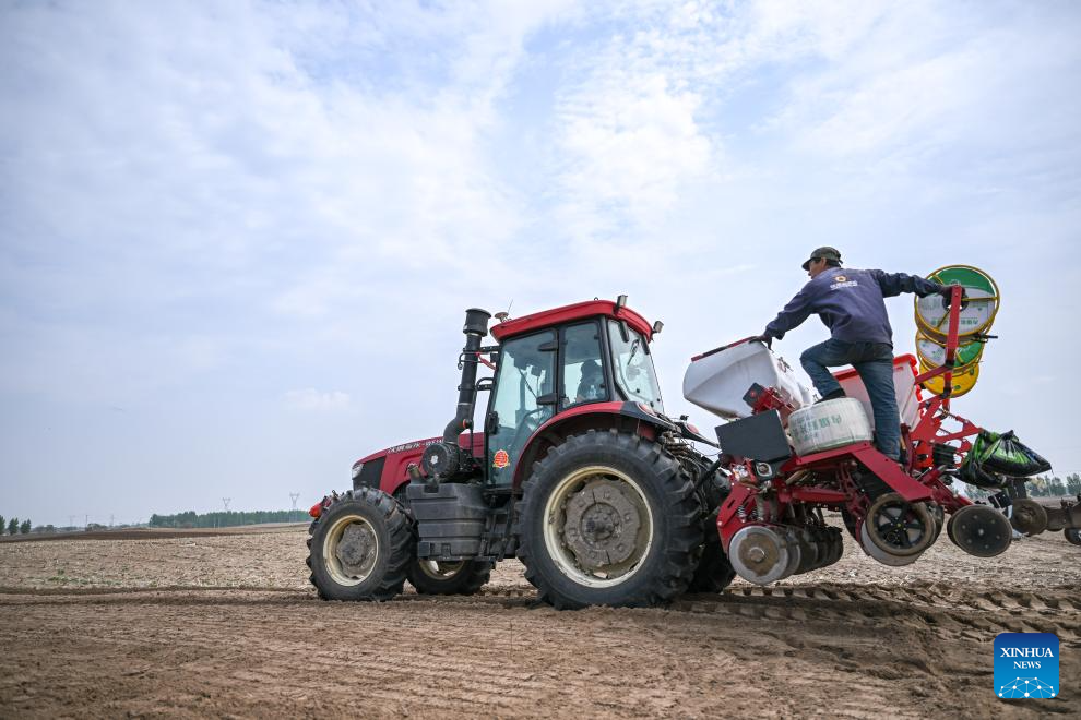 Corn sowing enters peak period in China's Inner Mongolia