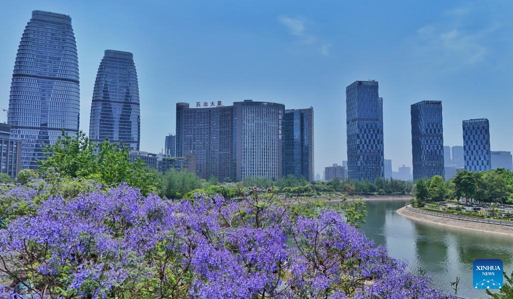 Jacaranda trees in China's Sichuan enter peak flowering period