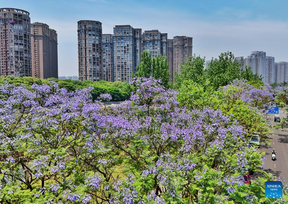 Jacaranda trees in China's Sichuan enter peak flowering period
