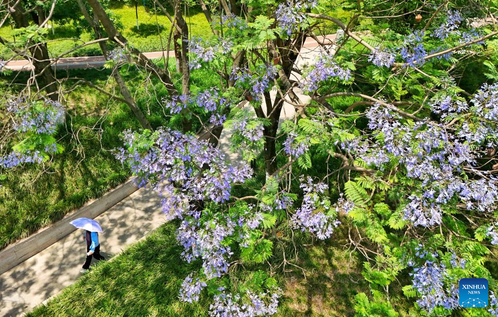 Jacaranda trees in China's Sichuan enter peak flowering period